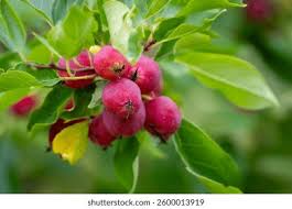 Attēlu rezultāti vaicājumam “Malus prunifolia fruit”