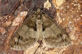 Attēlu rezultāti vaicājumam “Hydriomena impluviata”