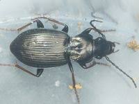 Attēlu rezultāti vaicājumam “Pterostichus oblongopunctatus”