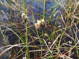 Attēlu rezultāti vaicājumam “Eriophorum angustifolium”