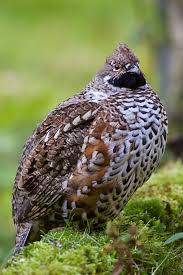 Attēlu rezultāti vaicājumam “Bonasa bonasia eggs”