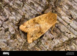 Attēlu rezultāti vaicājumam “Orthosia munda”