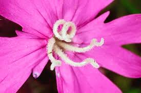 Attēlu rezultāti vaicājumam “Silene dioica flower”
