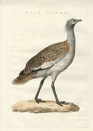 Image result for Otis tarda