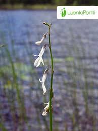 Attēlu rezultāti vaicājumam “Lobelia dortmanna flower”