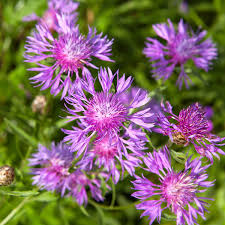 Image result for Flockenblume