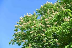 Attēlu rezultāti vaicājumam “Aesculus”