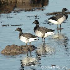 Attēlu rezultāti vaicājumam “Branta bernicla”