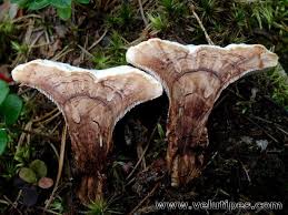 Attēlu rezultāti vaicājumam “Hydnellum ferrugineum”