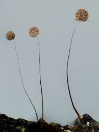 Attēlu rezultāti vaicājumam “Paradiacheopsis rigida”