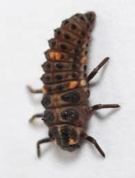 Attēlu rezultāti vaicājumam “Adalia bipunctata larva”