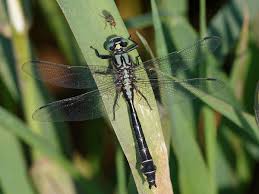 Attēlu rezultāti vaicājumam “Gomphus vulgatissimus”