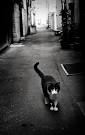 alley-cat | :Dandilyon Fluff