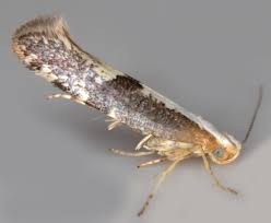Attēlu rezultāti vaicājumam “Argyresthia spinosella”