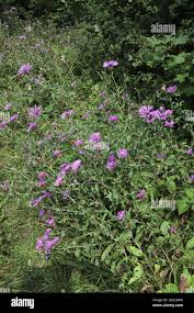 Attēlu rezultāti vaicājumam “Centaurea stoebe”
