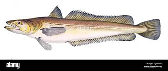 Image result for Merluccius merluccius