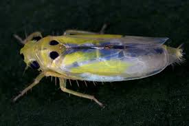 Attēlu rezultāti vaicājumam “Macrosteles nymph”