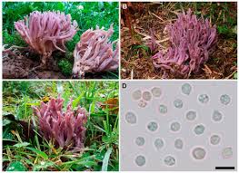 Attēlu rezultāti vaicājumam “Clavulina amethystina”