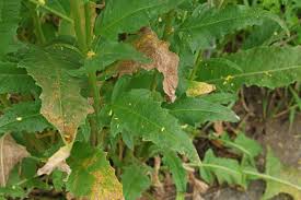 Attēlu rezultāti vaicājumam “Bunias orientalis”
