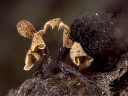 Attēlu rezultāti vaicājumam “Diderma floriforme macro”