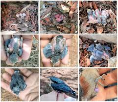 Attēlu rezultāti vaicājumam “Tetrastes bonasia eggs”