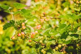 Attēlu rezultāti vaicājumam “Ribes spicatum”