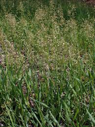 Attēlu rezultāti vaicājumam “Hierochloe odorata”