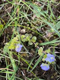 Attēlu rezultāti vaicājumam “Veronica filiformis bud”