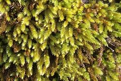 Attēlu rezultāti vaicājumam “Leucodon sciuroides”