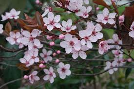 Attēlu rezultāti vaicājumam “Prunus cerasifera”
