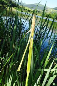 Attēlu rezultāti vaicājumam “Typha angustifolia  leaf”