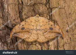 Attēlu rezultāti vaicājumam “Drepana falcataria”