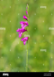 Attēlu rezultāti vaicājumam “Gladiolus imbricatus flower”