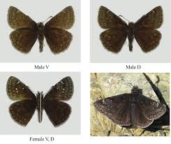 Attēlu rezultāti vaicājumam “Oeneis jutta underside”
