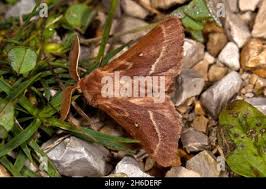 Attēlu rezultāti vaicājumam “Lasiocampa trifolii male”