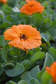 Attēlu rezultāti vaicājumam “Calendula officinalis leaf”