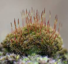 Attēlu rezultāti vaicājumam “Ceratodon purpureus”