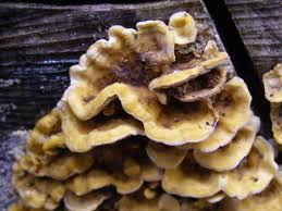 Attēlu rezultāti vaicājumam “Stereum hirsutum”