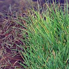 Attēlu rezultāti vaicājumam “Glyceria fluitans leaf”