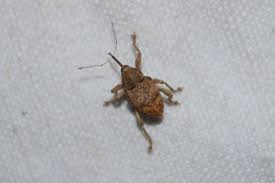 Attēlu rezultāti vaicājumam “Curculio venosus”