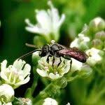 Attēlu rezultāti vaicājumam “Gypsophila fastigiata leaf”
