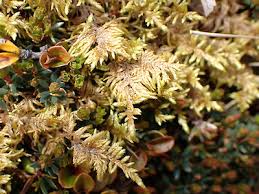 Attēlu rezultāti vaicājumam “Hylocomium splendens”