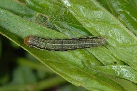 Attēlu rezultāti vaicājumam “Orthosia gracilis”