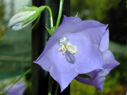 Attēlu rezultāti vaicājumam “Campanula persicifolia leaf”