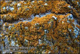 Attēlu rezultāti vaicājumam “Xanthoria fulva”