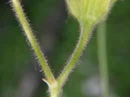 Attēlu rezultāti vaicājumam “Geranium sylvaticum bud”