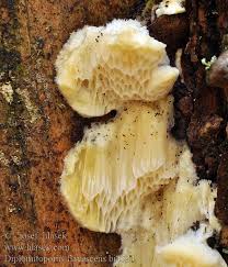 Attēlu rezultāti vaicājumam “Diplomitoporus flavescens”