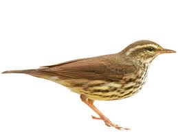 Image result for Seiurus noveboracensis