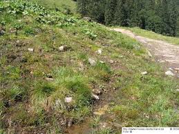 Attēlu rezultāti vaicājumam “Bryum funkii”