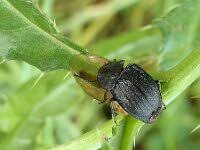 Attēlu rezultāti vaicājumam “Phosphuga atrata”